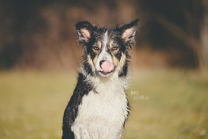 #TongueOutTuesday (18), creative dog photography, dog photography Sweden, blog on www.DOGvision.eu
