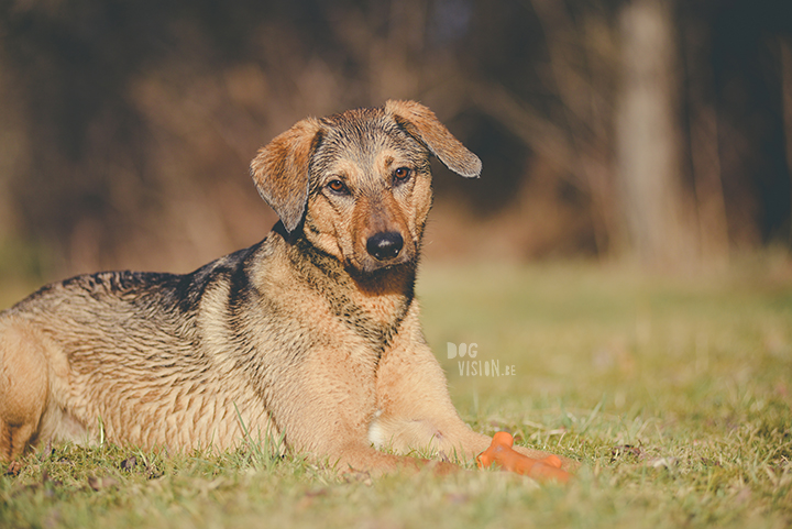 #TongueOutTuesday (18), creative dog photography, dog photography Sweden, blog on www.DOGvision.eu