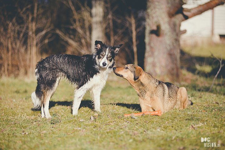 #TongueOutTuesday (18), creative dog photography, dog photography Sweden, blog on www.DOGvision.eu