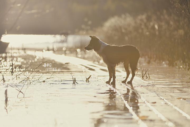 #TongueOutTuesday (18), creative dog photography, dog photography Sweden, blog on www.DOGvision.eu