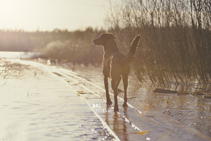 #TongueOutTuesday (18), creative dog photography, dog photography Sweden, blog on www.DOGvision.eu