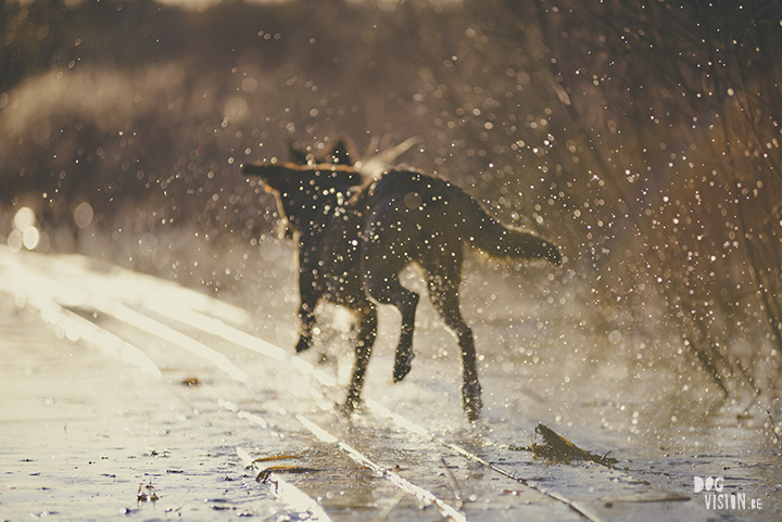 #TongueOutTuesday (18), creative dog photography, dog photography Sweden, blog on www.DOGvision.eu