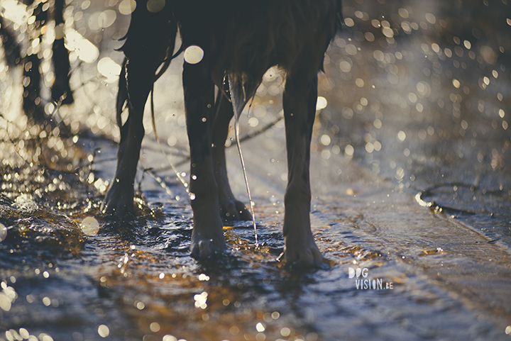 #TongueOutTuesday (18), creative dog photography, dog photography Sweden, blog on www.DOGvision.eu