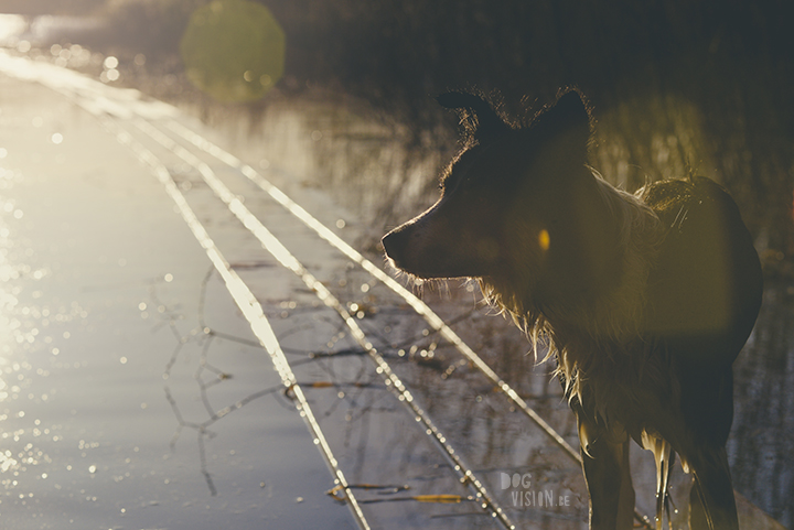 #TongueOutTuesday (18), creative dog photography, dog photography Sweden, blog on www.DOGvision.eu