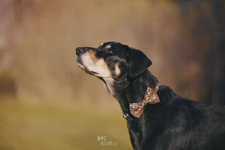 #TongueOutTuesday (18), creative dog photography, dog photography Sweden, blog on www.DOGvision.eu