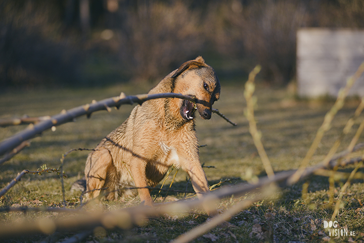 #TongueOutTuesday (18), creative dog photography, dog photography Sweden, blog on www.DOGvision.eu