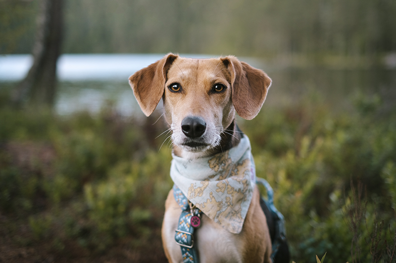 #TongueOutTuesday (29), adventurous dog photography, hiking with dogs in the Swedish nature, www.DOGvision.eu