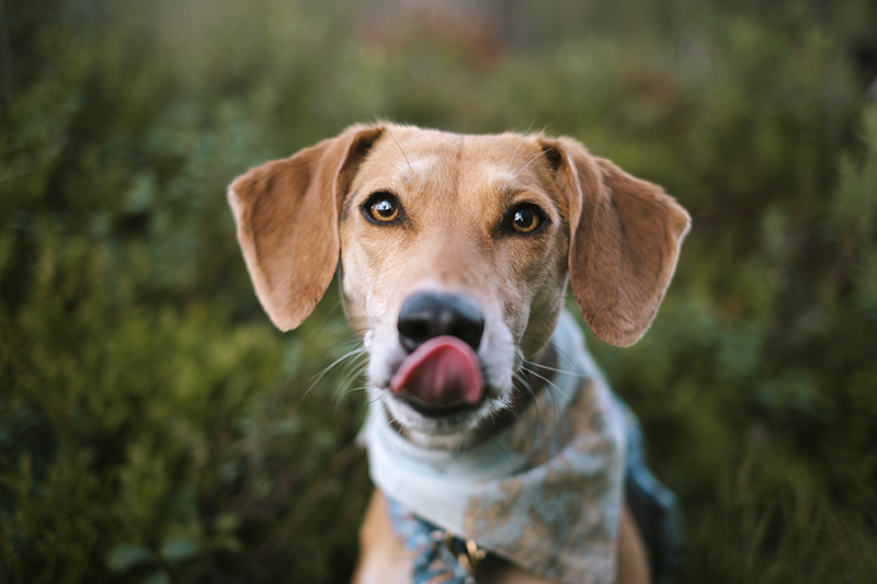 #TongueOutTuesday (29), adventurous dog photography, hiking with dogs in the Swedish nature, www.DOGvision.eu