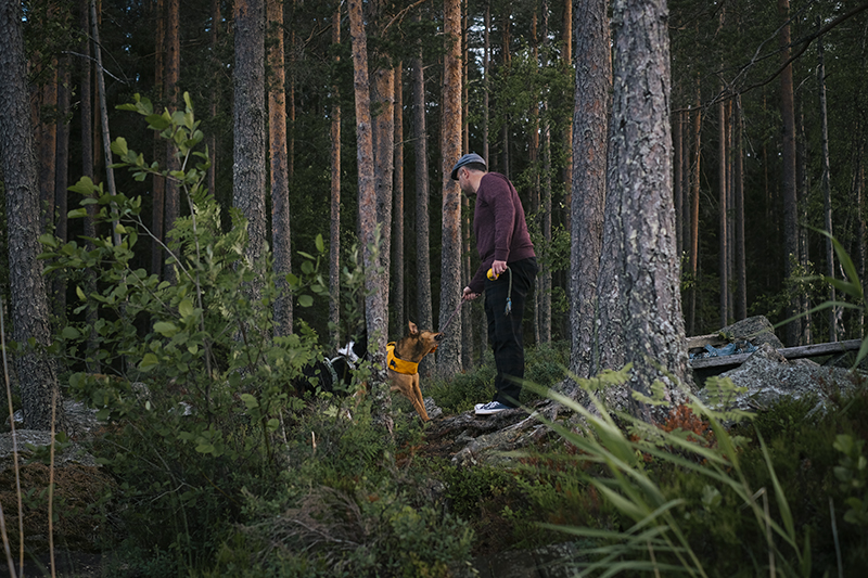 DOGvision adventure dog photography Sweden/ Europe. Mutts, Border Collie, dogs in Sweden, www.DOGvision.eu