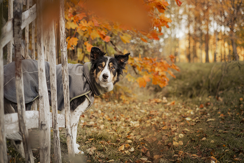 Hurtta adventurers unboxing autumn mail, dog gear Finland, Border Collie, dog photography, dog coats, www.DOGvision.eu
