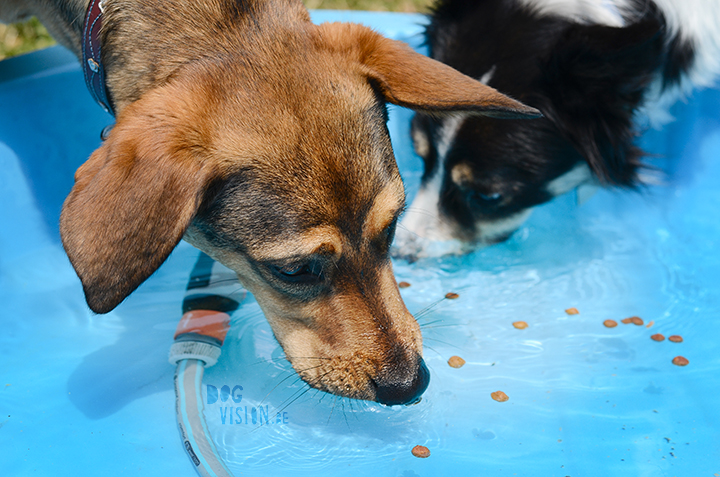 Pool babes | dog blog on www.DOGvision.be | pool for dogs