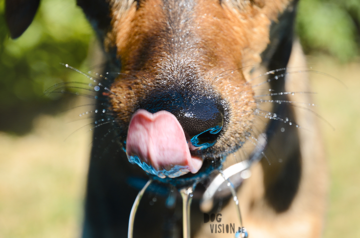 Pool babes | dog blog on www.DOGvision.be | pool for dogs