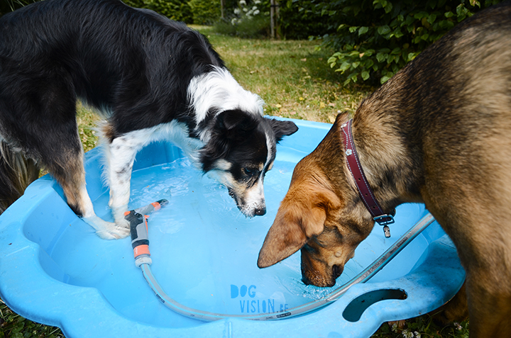 Pool babes | dog blog on www.DOGvision.be | pool for dogs