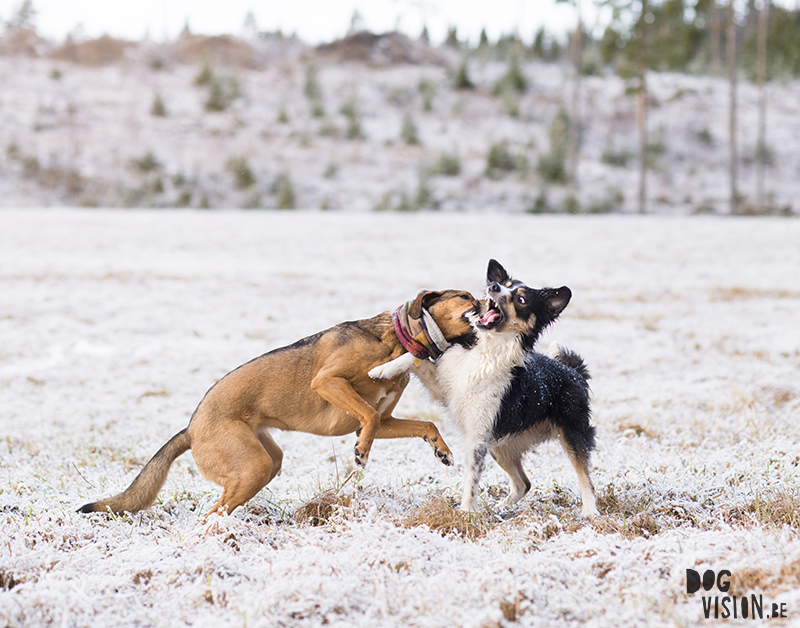 #TongueOutTuesday (14), dog blog, European dogs in Sweden, dog photographer Sweden, dog photography project, www.DOGvision.eu