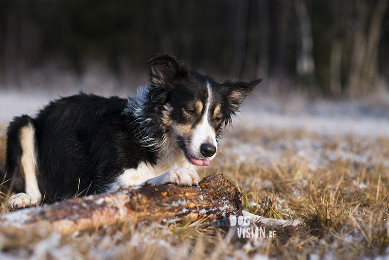 #TongueOutTuesday (14), dog blog, European dogs in Sweden, dog photographer Sweden, dog photography project, www.DOGvision.eu