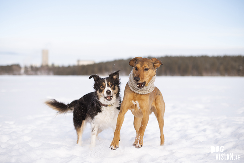 Dog photography Sweden/ Europe. dog coat Hurtta, photographing dogs in snow, Border Collie, Bosnian rescue dog, Greek rescue dog, dog business, dog blog, www.DOGvision.eu