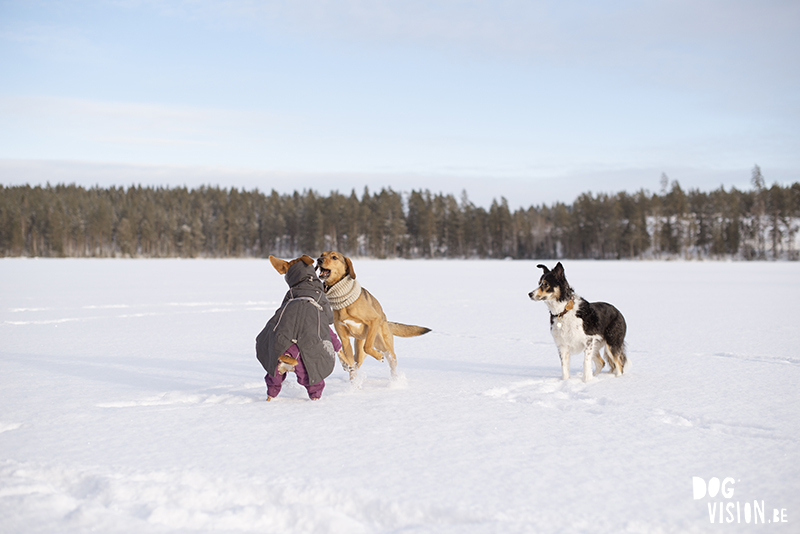 Dog photography Sweden/ Europe. dog coat Hurtta, photographing dogs in snow, Border Collie, Bosnian rescue dog, Greek rescue dog, dog business, dog blog, www.DOGvision.eu