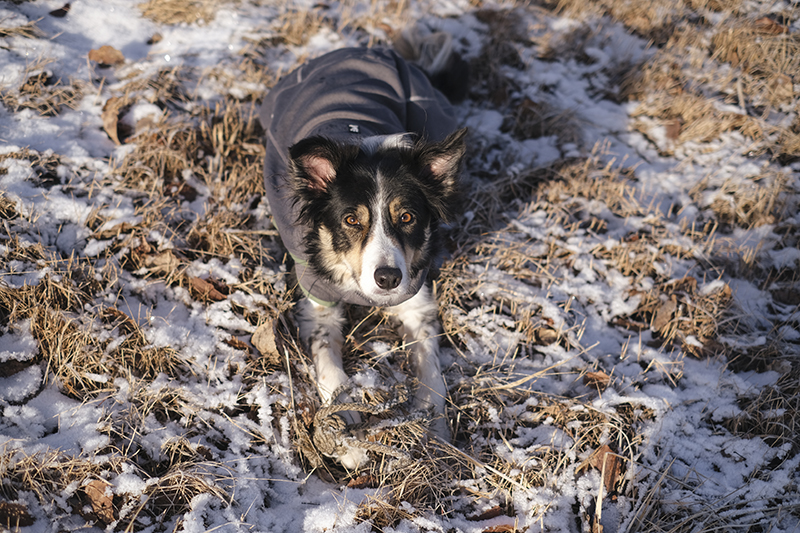 #TongueOutTuesday (08), dog photography project, Dog photography Europe, Hurtta adventurers 2023, www.DOGvision.eu