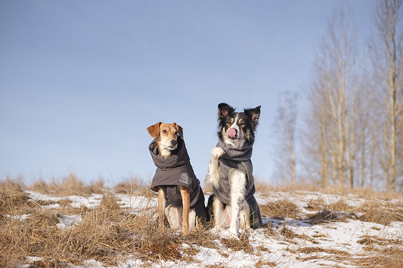 #TongueOutTuesday (08), dog photography project, Dog photography Europe, Hurtta adventurers 2023, www.DOGvision.eu