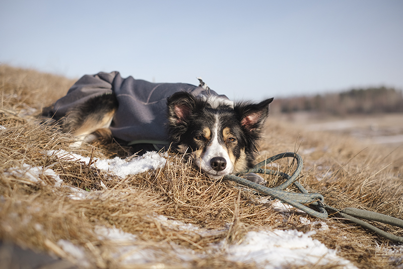 #TongueOutTuesday (08), dog photography project, Dog photography Europe, Hurtta adventurers 2023, www.DOGvision.eu