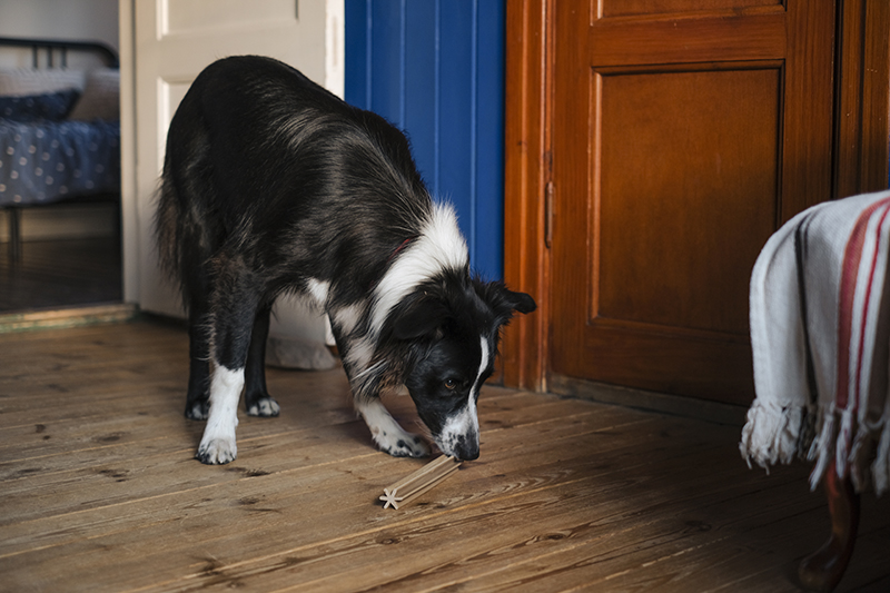 Olli the Border Collie, dog sitting, dog photography, Border collie, www.DOGvision.eu