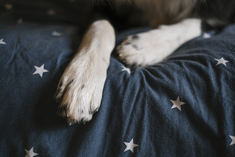 Olli the Border Collie, dog sitting, dog photography, Border collie, www.DOGvision.eu