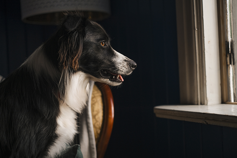 Olli the Border Collie, dog sitting, dog photography, Border collie, www.DOGvision.eu