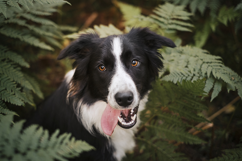 Olli the Border Collie, dog sitting, dog photography, www.DOGvision.eu