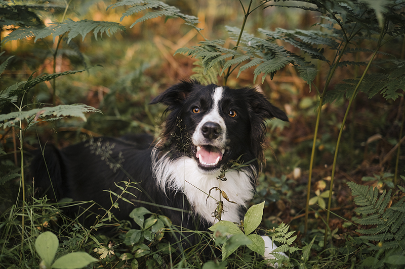 Olli the Border Collie, dog sitting, dog photography, www.DOGvision.eu