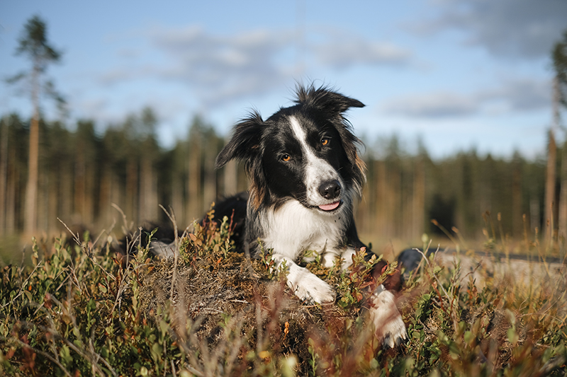 Olli the Border Collie, dog sitting, dog photography, www.DOGvision.eu