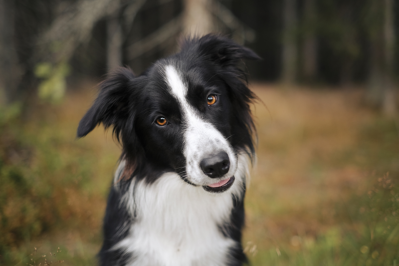 Olli the Border Collie, dog sitting, dog photography, www.DOGvision.eu
