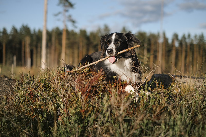 Olli the Border Collie, dog sitting, dog photography, www.DOGvision.eu