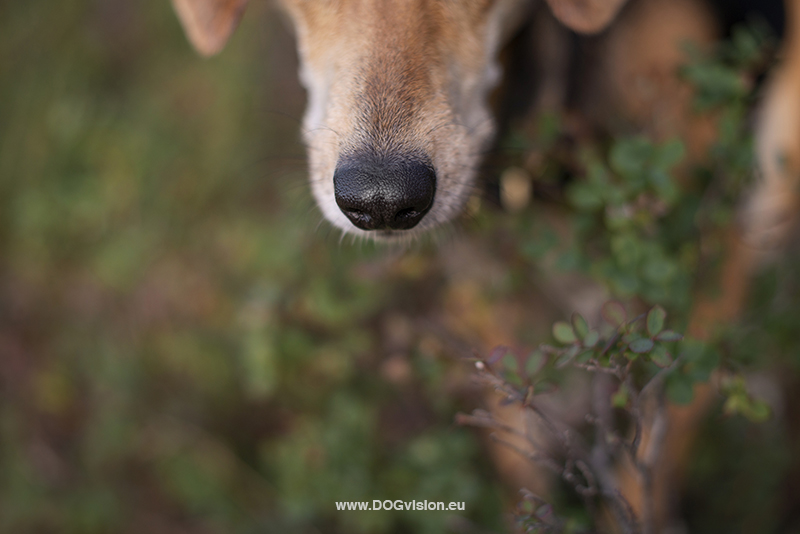 #TongueOutTuesday (38), dog photography Fenne Kustermans, dogs in Sweden, hiking with dogs, dog photographer, Dalarna, dog training, www.DOGvision.eu