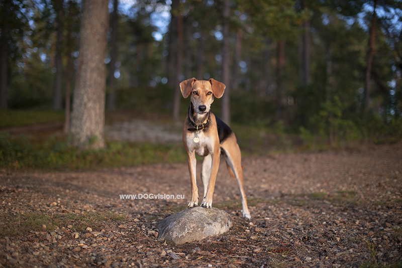 Online dog training course with Dogs for Motion from Slovenia, review, www.DOGvision.eu