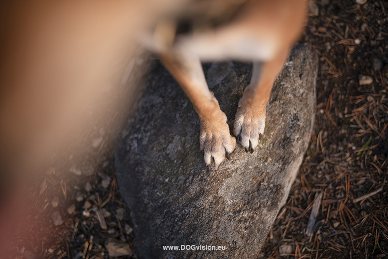 #TongueOutTuesday (38), dog photography Fenne Kustermans, dogs in Sweden, hiking with dogs, dog photographer, Dalarna, dog training, www.DOGvision.eu