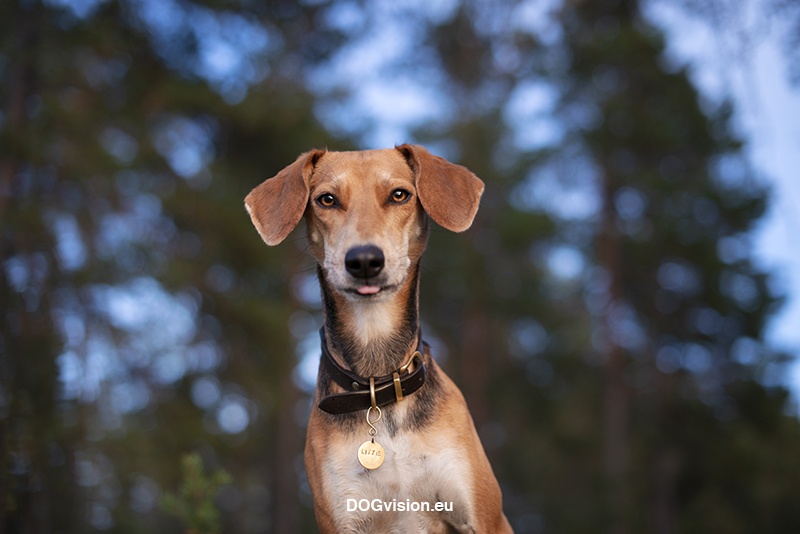 #TongueOutTuesday (38), dog photography Fenne Kustermans, dogs in Sweden, hiking with dogs, dog photographer, Dalarna, dog training, www.DOGvision.eu