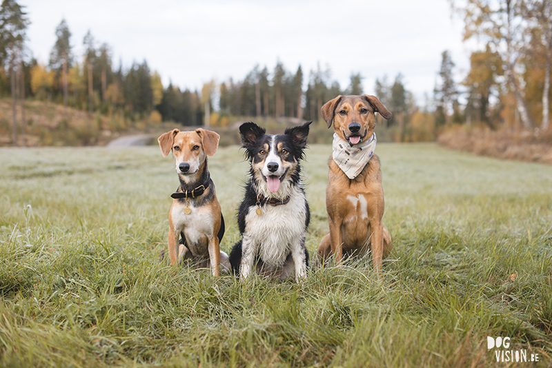 #TongueOutTuesday (42), www.DOGvision.eu