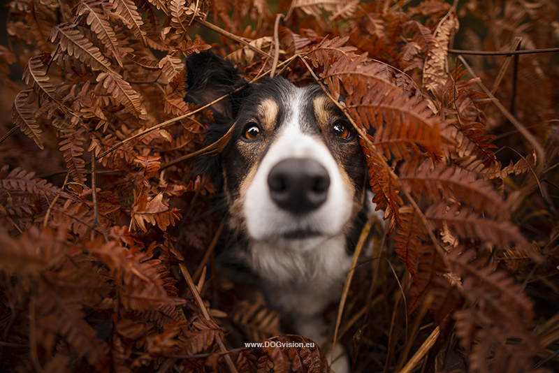 Dog photography tips for hiking/adventure dog photography, outdoors, www.DOGvision.eu