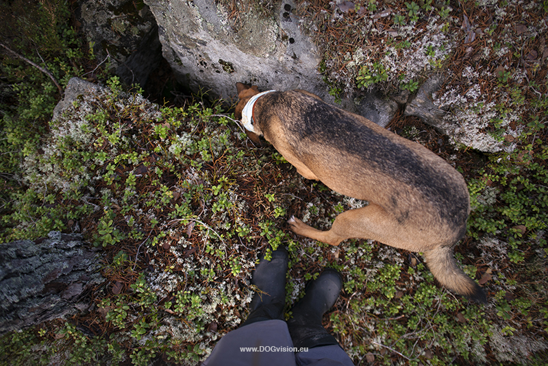 Dog photography tips for hiking/adventure dog photography, outdoors, www.DOGvision.eu