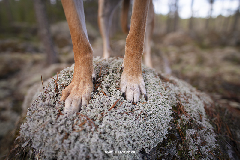 Dog photography tips for hiking/adventure dog photography, outdoors, www.DOGvision.eu