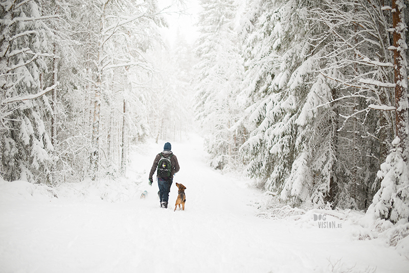 Winter in Zweden, hondenfotografie, honden in Zweden, wandelen Zweden, www.DOGvision.be