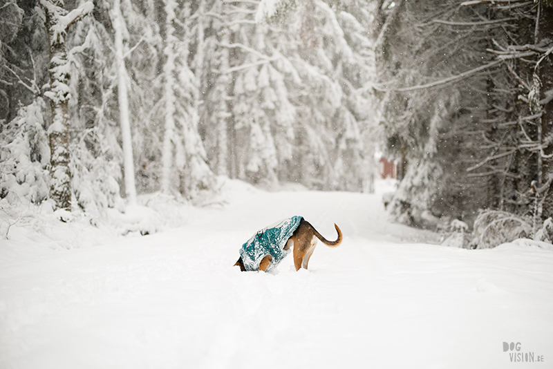 Winter in Zweden, hondenfotografie, honden in Zweden, wandelen Zweden, www.DOGvision.be