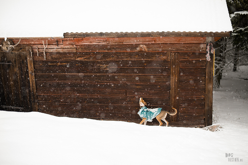 Winter in Zweden, hondenfotografie, honden in Zweden, wandelen Zweden, www.DOGvision.be