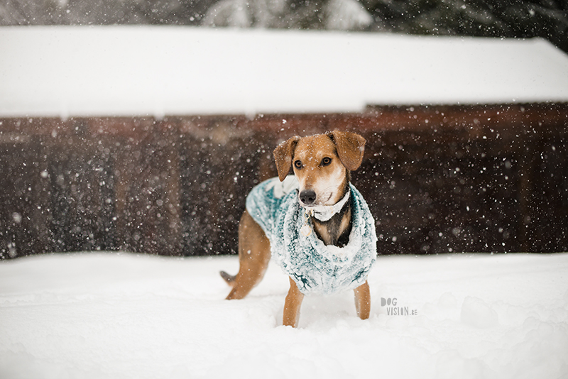 Winter in Zweden, hondenfotografie, honden in Zweden, wandelen Zweden, www.DOGvision.be