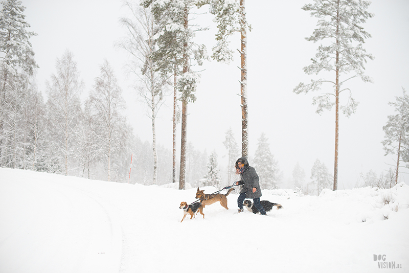 Winter in Zweden, hondenfotografie, honden in Zweden, wandelen Zweden, www.DOGvision.be