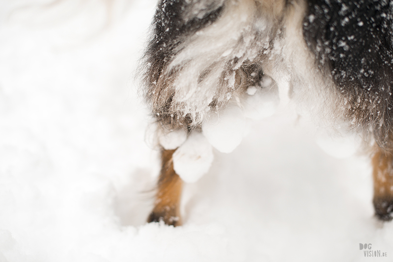 Winter in Zweden, hondenfotografie, honden in Zweden, wandelen Zweden, www.DOGvision.be