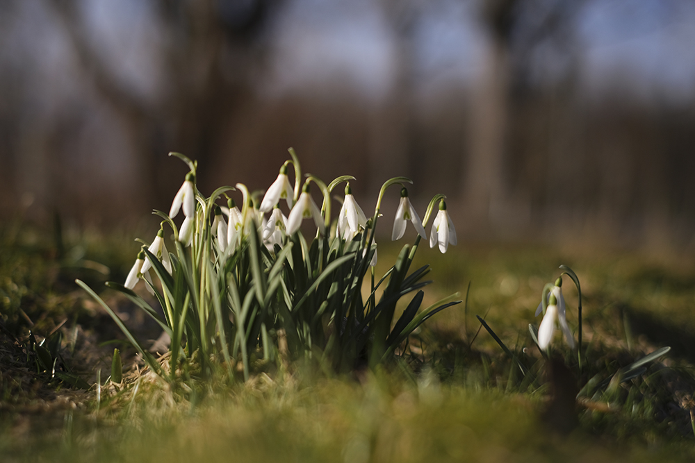 Snow drops in the garden, www.DOGvision.eu