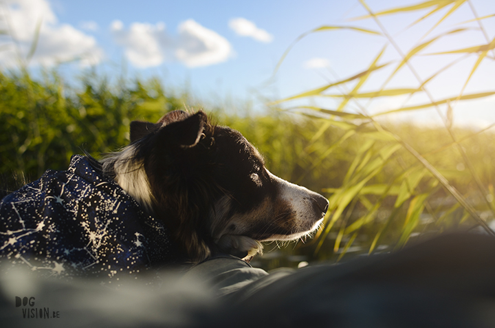 Look what we got: mail from Firefly canine outfitters | dog photography | Border Collie | dogs in Sweden | www.DOGvision.be