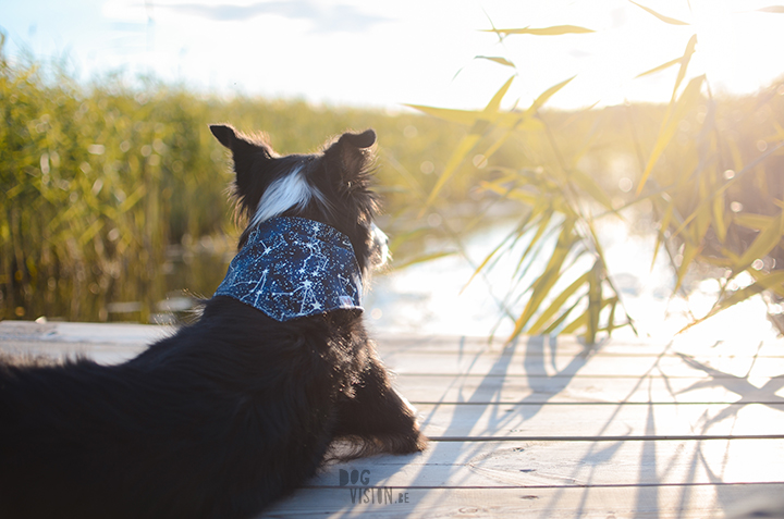 Look what we got: mail from Firefly canine outfitters | dog photography | Border Collie | dogs in Sweden | www.DOGvision.be