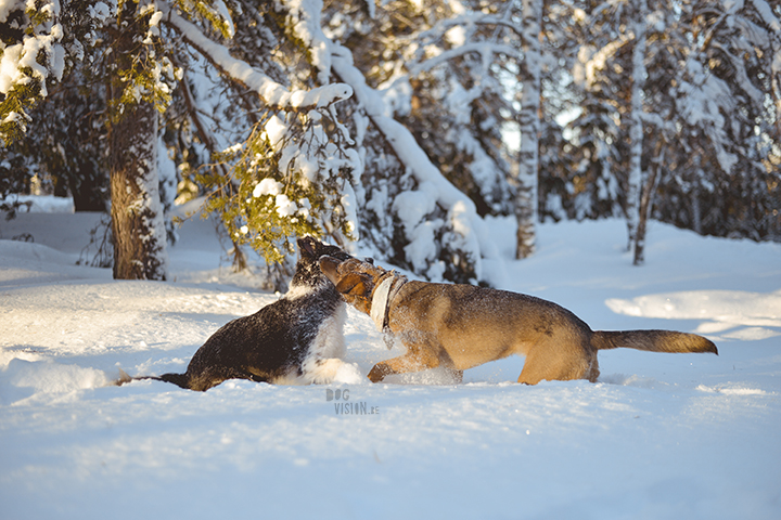 #TongueOutTuesday (02)| hondenfotografie | www.DOGvision.be